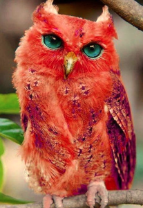 owl-iii